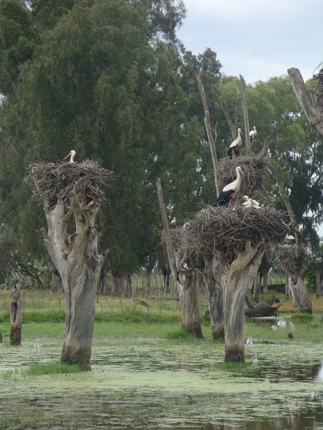zones humides, Guerbes-Sanhadja, site RAMSAR, Skikda, PNUD, DGF, WWF, gestion durable, préservation, ecotourisme, education environnementale, CESP, Apiculture, associations zones humides, Guerbes-Sanhadja, site RAMSAR, Skikda, PNUD, DGF, WWF, gestion durable, préservation, ecotourisme, education environnementale, CESP, Apiculture, associations